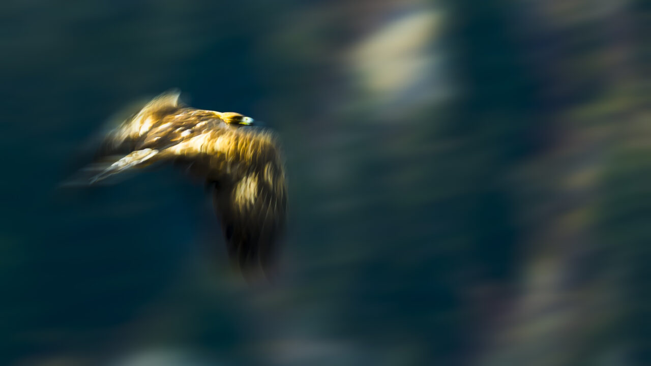 aigle