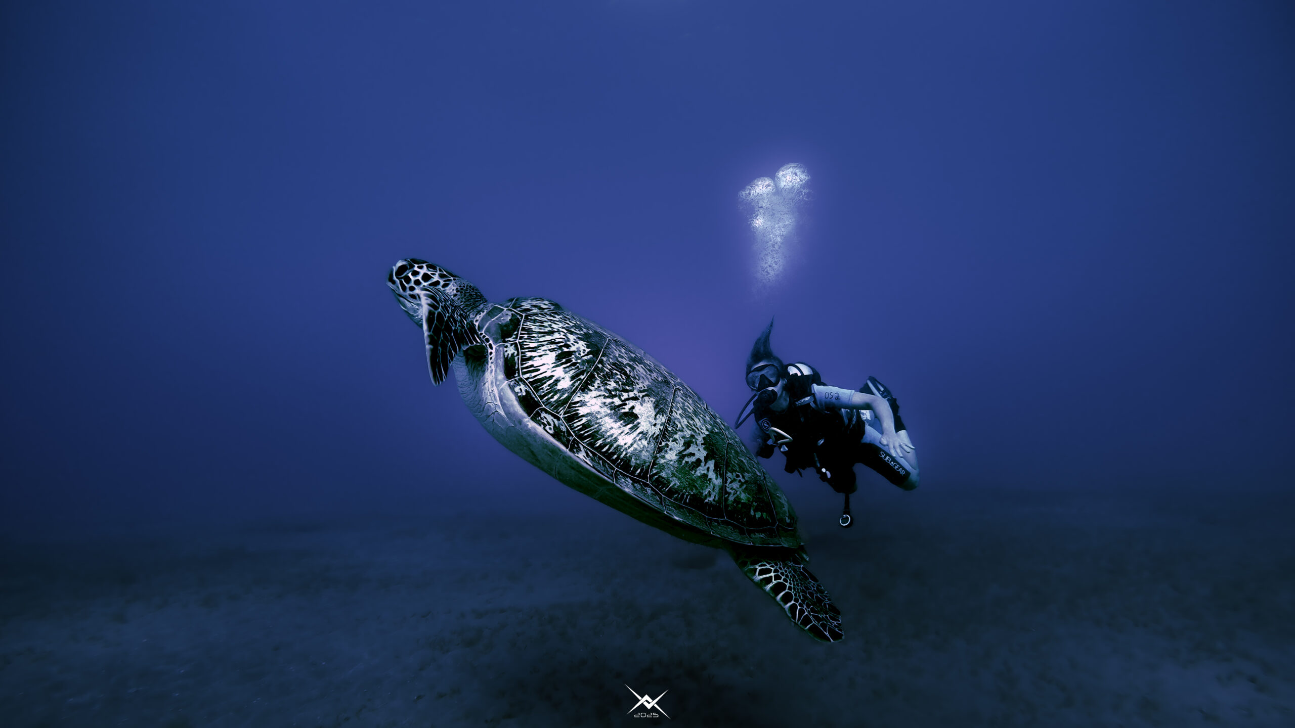 Plongée en Mer Rouge