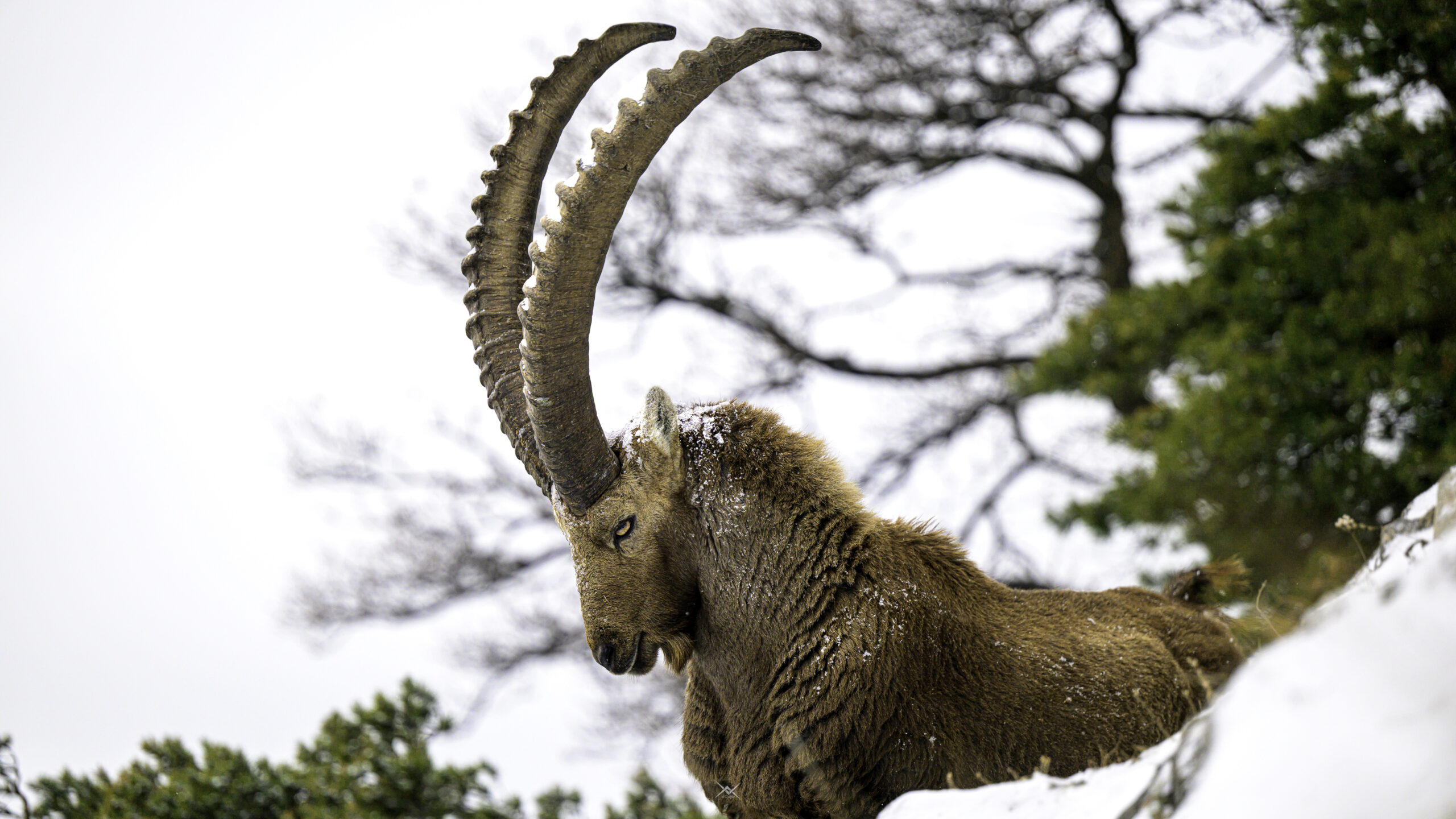 Les Bouquetins – rois des tempêtes
