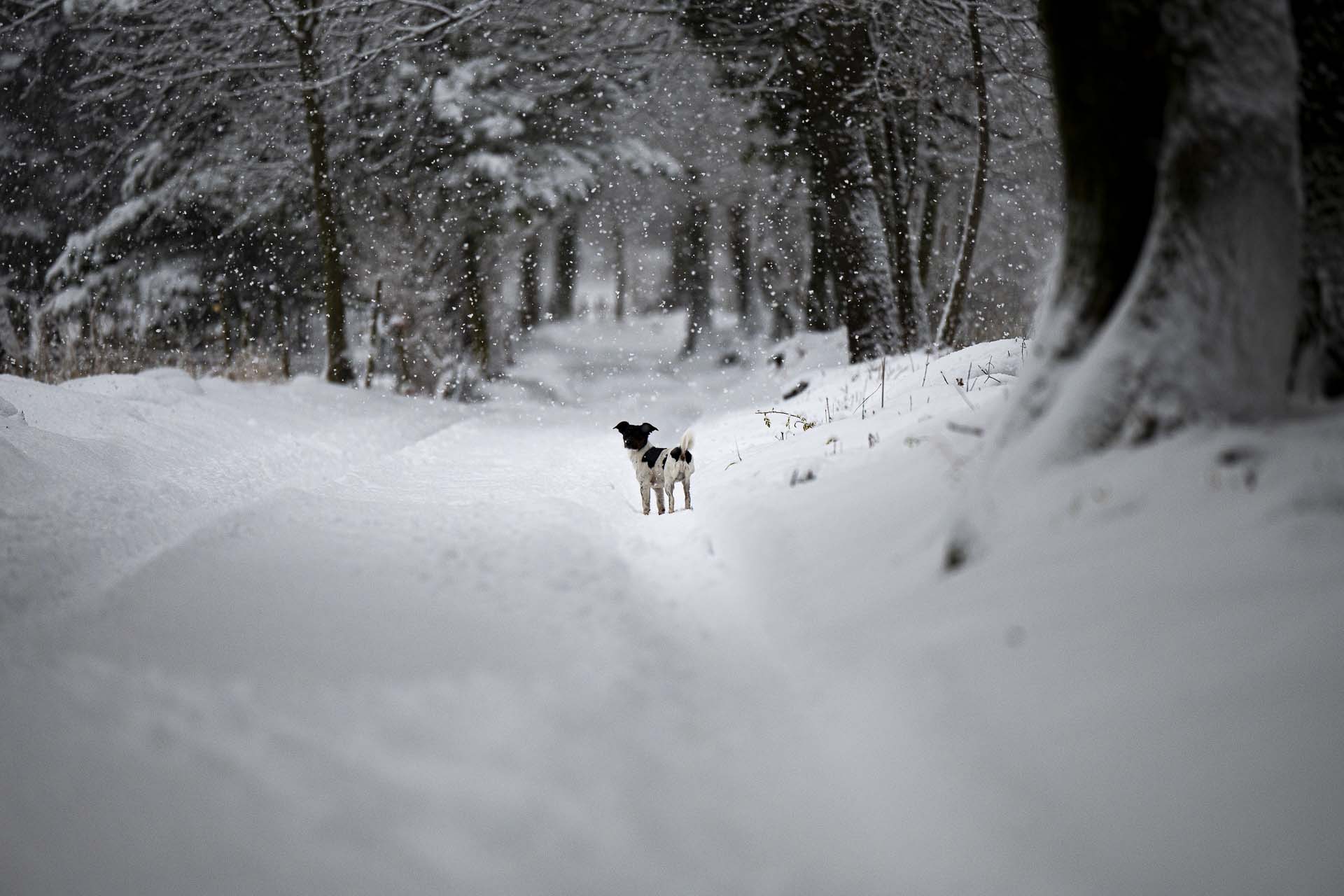 Aventure Photo avec Votre Compagnon 📸🐾